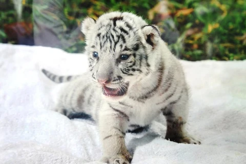 Reproducen con éxito en Vietnam tigre blanco bengalí
