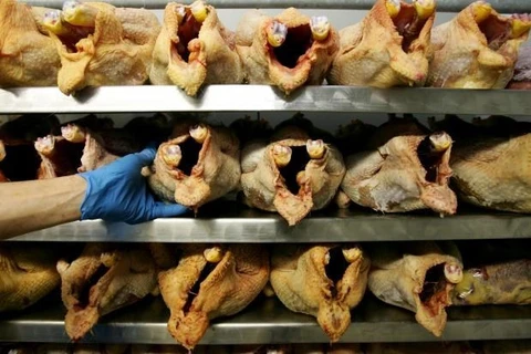  Avicultores enfrentan dificultades por importación de pollos estadoun