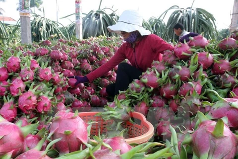 Oportunidades de exportación agrícola vietnamita a Sudcorea