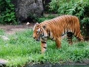 En Vietnam sólo quedan 20 tigres de Indochina