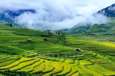 En fotos la temporada dorada de arrozales en Mu Cang Chai 