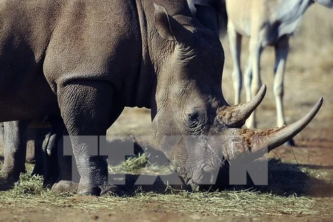 Cuerno artificial no previene caza ilegal de rinocerontes