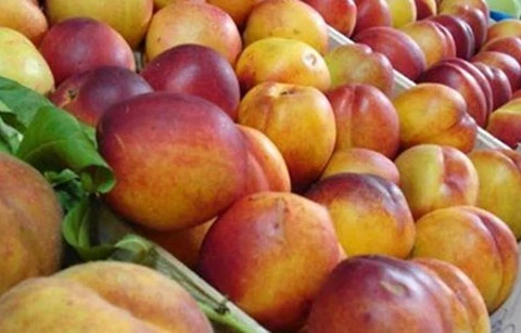 Polonia firma acuerdo para exportar manzana a Vietnam