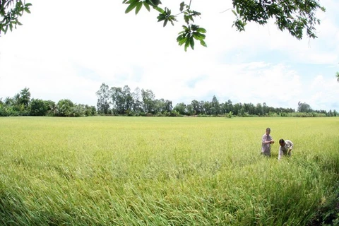 Empeñado Vietnam en garantizar seguridad alimentaria