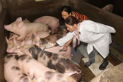 Vietnam estudia vacuna contra fiebre aftosa