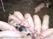 Vietnam acelera prevención contra epidemia porcina de Cambodia