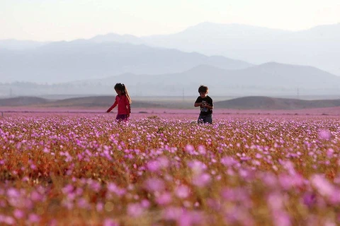 Chile: Flores brotan en el desierto más seco del mundo