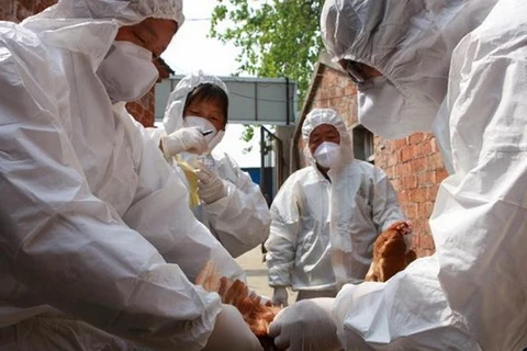 Vietnam acelera prevención contra gripe aviar A (H7N9)