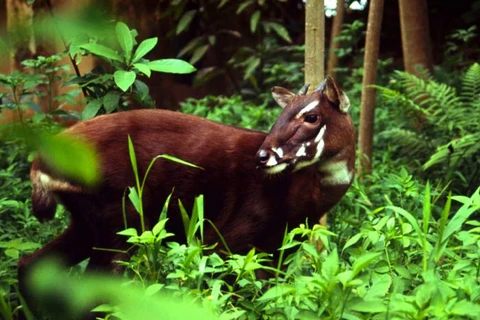 Científicos buscan preservar fauna silvestre en Truong Son