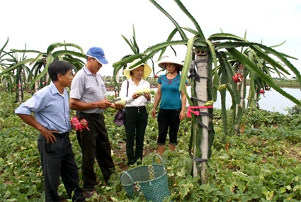 Acelera NinhBinh esfuerzos en construcción de nueva ruralidad