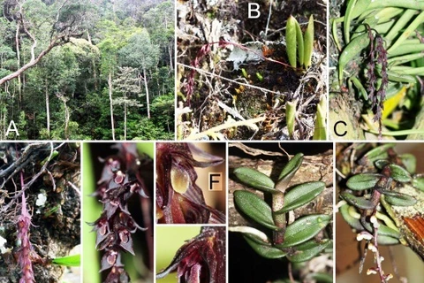 Descubren ocho nuevas especies de orquídea en Altiplanicie Occidental