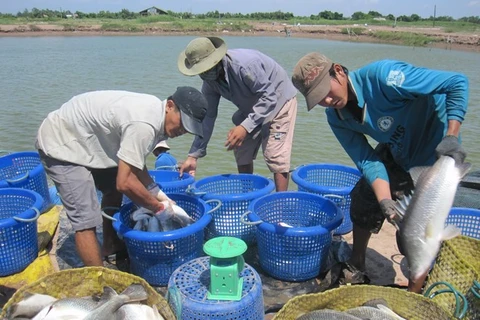 Ca Mau tratará de obtener 550 mil toneladas de producción acuícola