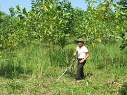 Tuyen Quang se empeña en desarrollo forestal en 2016