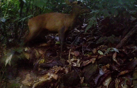 Captan fotos en Vietnam de pareja de muntiacos en peligro de extinción