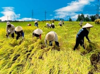 Vietnam abre concurso para buscar nuevos modelos de cooperativas