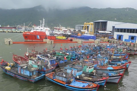 Provincia central de Quang Ngai establece reserva marina