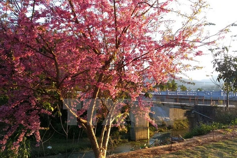 Cerezos japoneses florecen en Sa Pa 