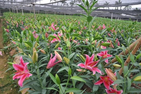 Aldea de floricultura de Tay Tuu en vísperas del Tet