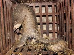 Vietnam y Reino Unido cooperan contra el tráfico de animales y plantas salvajes