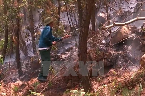 Clima seco eleva alerta de incendios forestales de Vietnam