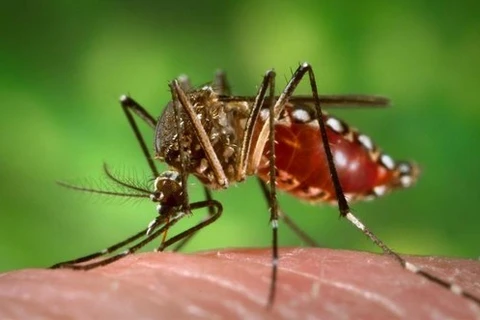 Intensifica Vietnam concienciación a población sobre lucha contra Zika