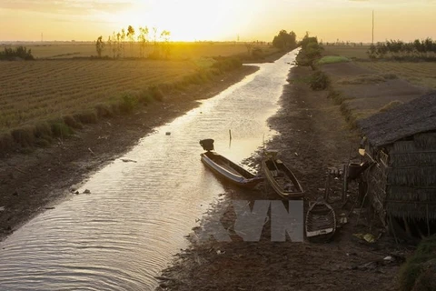 Sequía afecta el cultivo y la producción en provincia vietnamita de Dak Lak