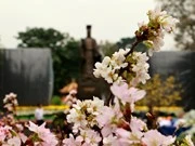 Florecen los cerezos en el centro de Hanoi