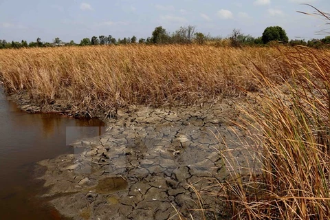 Grave sequía y salinización afecta seriamente a Delta del Mekong