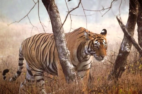 Tigres en peligro de extinción en Vietnam