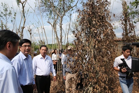 Exigen aprovechar con eficiencia fuentes hídricas ante sequía en Binh Phuoc