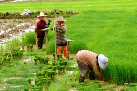 Tailandia reducirá zonas de cultivo de arroz para la próxima cosecha