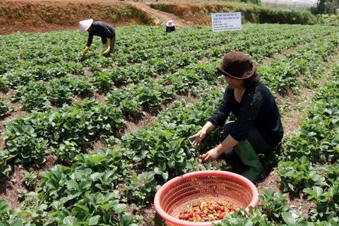 Agroturismo en las granjas de fresas en Da Lat
