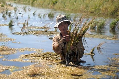 Ca Mau: salinización afectan 30 mil hectáreas de tierras para producción
