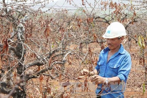 Severa sequía amenaza cultivo de café en las provincias altiplanas vietnamitas