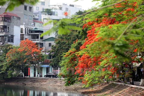 Flores de flamboyán, señal de verano en calles de Hanoi