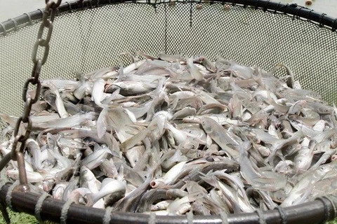 Vietnam saluda decisión estadounidense sobre pescados sin escamas