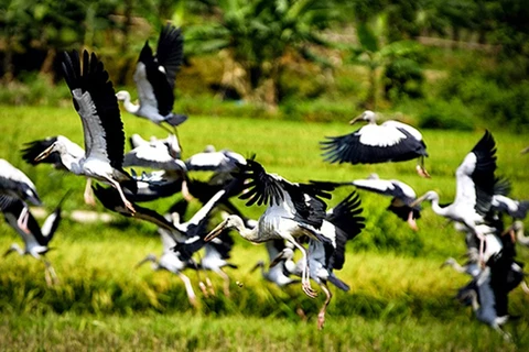 Ave en riesgo de extinción aparece nuevamente en Vietnam