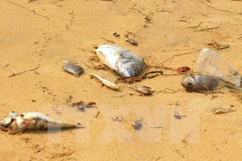 Muerte masiva de peces: causas fueron identificadas y están a debates científicos