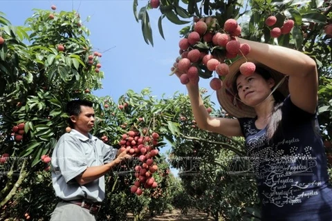 Empresa vietnamita exporta más de una tonelada de lichis a Estados Unidos