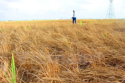 Banco Mundial ayuda a Vietnam elevar resistencia ante cambio climático