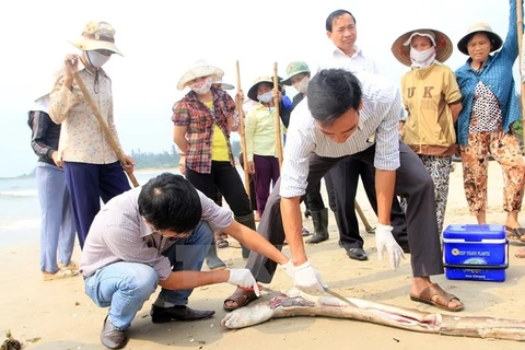 Residentes de Quang Binh aspiran a entorno marino limpio