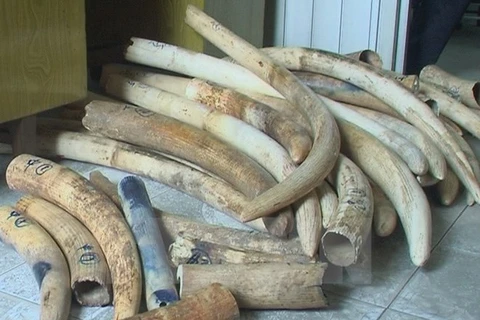 Policía de Hanoi descubre gran cantidad de colmillos de elefantes