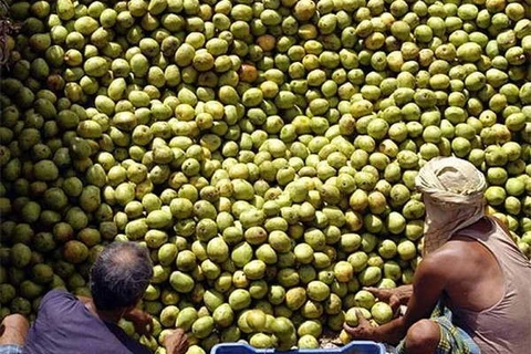 Vietnam exporta mangos de alta calidad a Australia