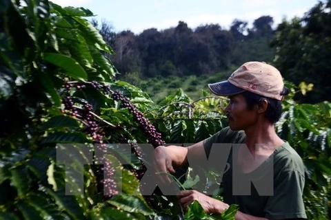 Región altiplana de Vietnam se esfuerza para reducir brecha de desarrollo