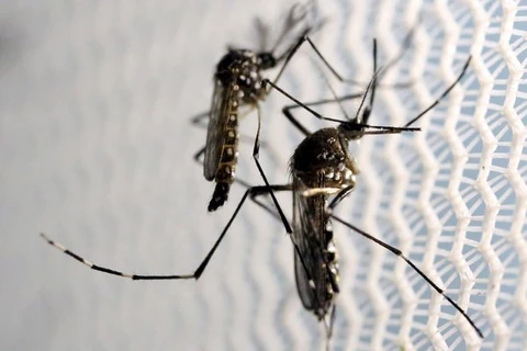 Malasia instala trampas solares de mosquitos para prevenir el Zika