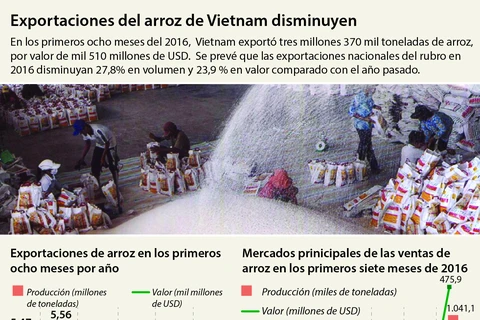 [Infografía] Disminuyen exportaciones de arroz de Vietnam 