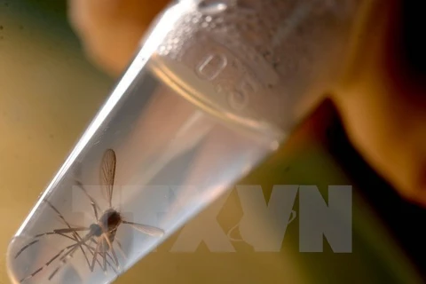 Ministros de Salud de ASEAN discuten contramedidas de Zika