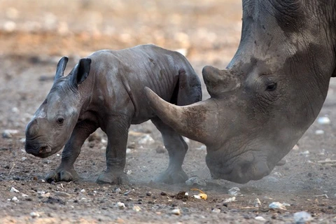 Vietnam llama a refutar legalización de comercio de cuernos de rinoceronte