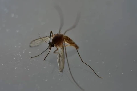 Tailandia investiga posibles casos de microcefalia por Zika