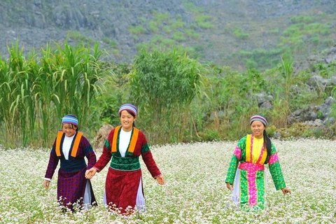 Interesados visitantes en festival de flores de alforfón en provincia de Vietnam